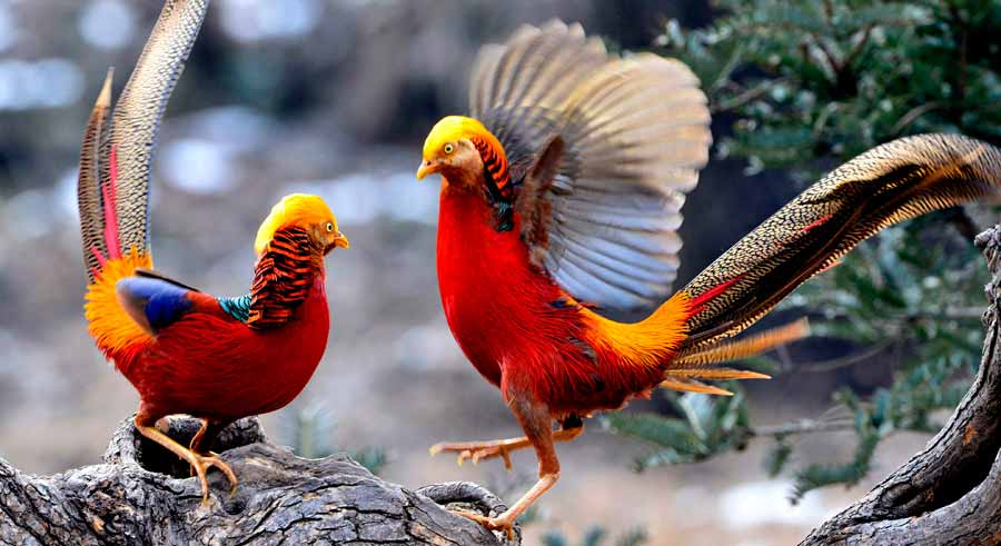 China Pheasant 1