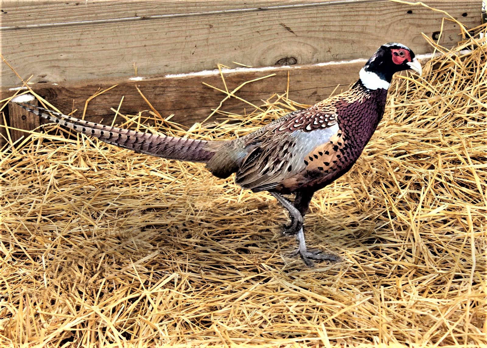 China Pheasant 2