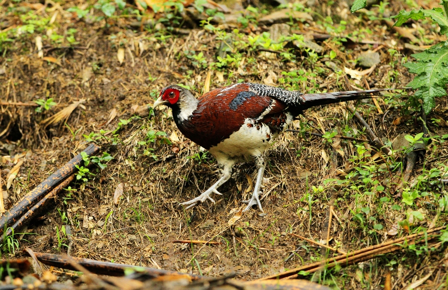 China Pheasant 3