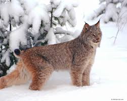 Estonia Lynx