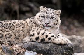 Kazakhstan Snow Leopard 2