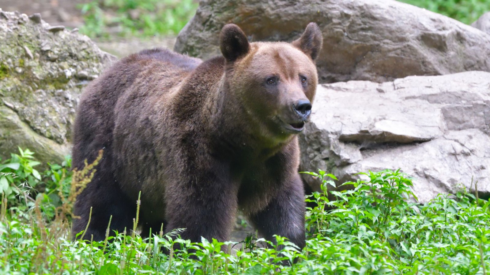 Kyrgyzstan Brown Bear
