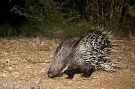 Kyrgyzstan Large Ear Hedgehog 1