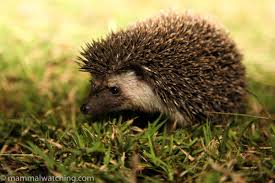 Kyrgyzstan Large Ear Hedgehog 2