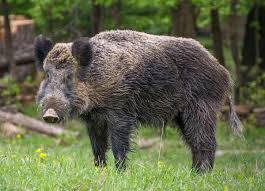 Kyrgyzstan Wild Boar 1