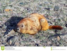 Russia Marmot 1