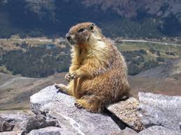 Russia Marmot 2