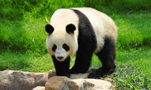 China Giant Panda 3