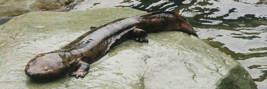 China Giant Salamander