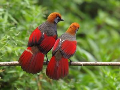 China Laughing Thrushes