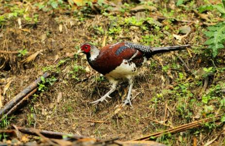 China Pheasant 3