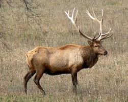 Estonia Elk