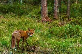 Estonia Foxes