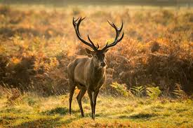 Estonia Red Deer