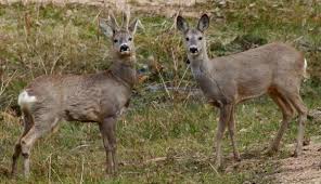 Estonia Roe Deer