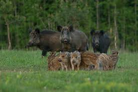 Estonia Wild Boar 1