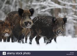 Estonia Wild Boar 2