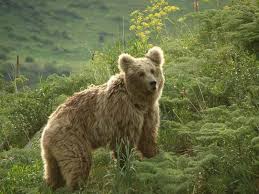 Kazakhstan Bear 2