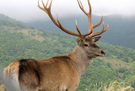Kazakhstan Elk