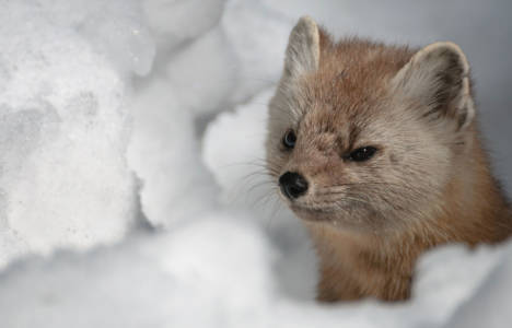 Kazakhstan Sable