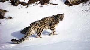 Kazakhstan Snow Leopard 1