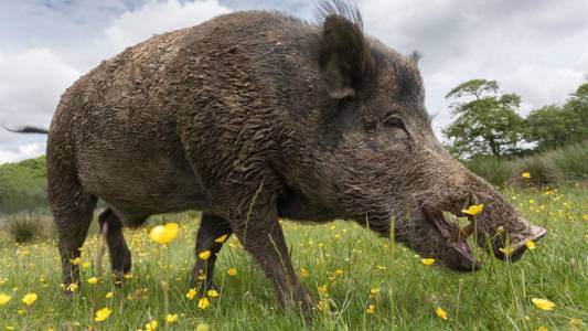 Kyrgyzstan Wild Boar 2