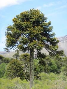 Chilean-Border-MonkeeTree