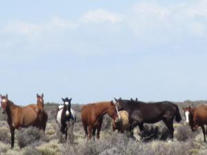 PeritoMerino-Inbound-horses