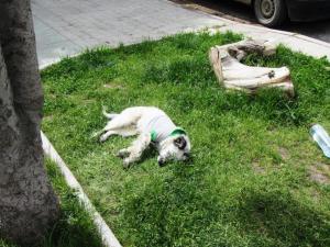 The dogs of Patagonia.  Excellent sleepers.